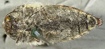 Media type: image;   Entomology 24414 Aspect: habitus ventral view